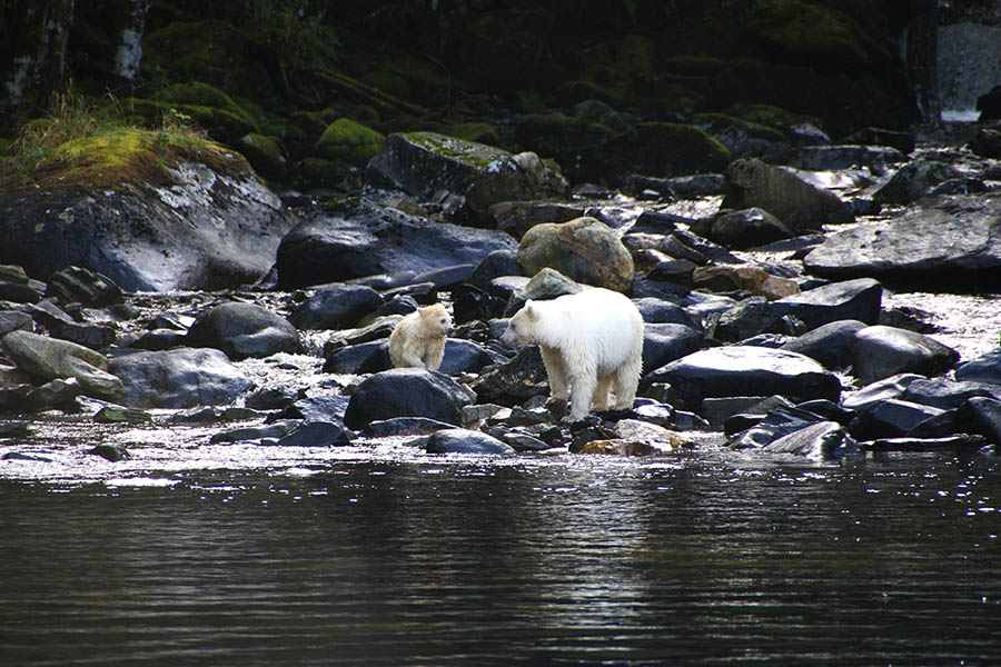Photo montrant deux ours kermodes (un adulte et un enfant) au pelage couleur crème le long d'un torrent