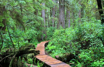 Rainforest Vancouver Island Canada Forest Away