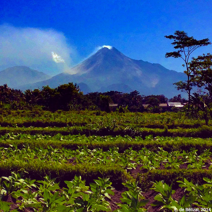un champ avec un volcan en arrière-plan et des nuages de cendres remobilisés par le vent pendant la saison sèche