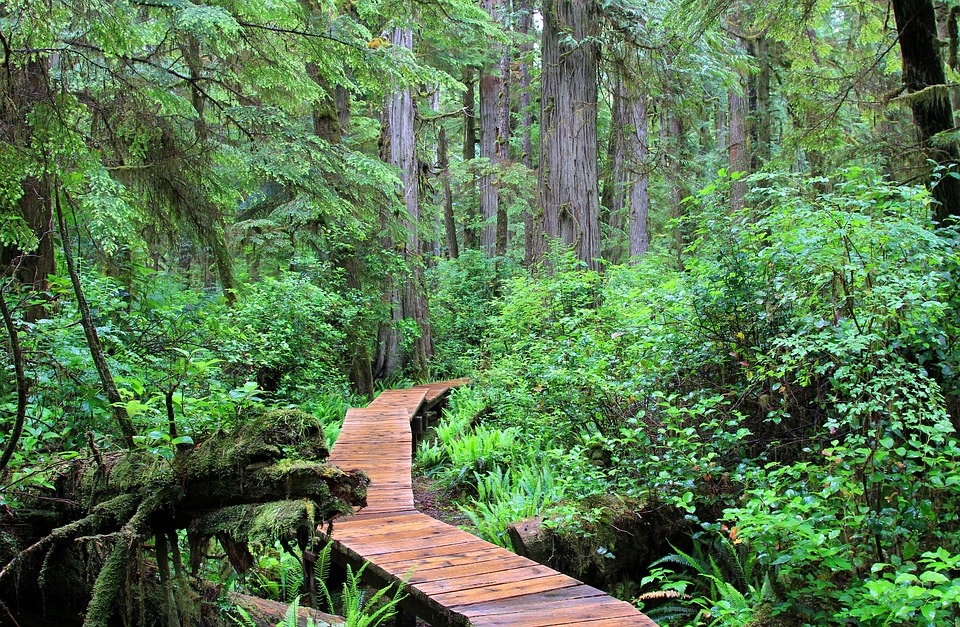 Photo montrant la forêt pluviale sur l'île de Vancouver, au sud de la Great Bear Rainforest. Au centre, un chemin fait de planches de bois semblant neuves serpente au coeur de la forêt d'un vert lumineux couleur émeraude 