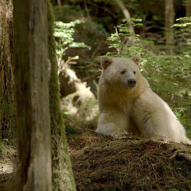 Vue de près d'un ours kermode dans son habitat naturel, la grande forêt pluviale de Colombie-Britannique