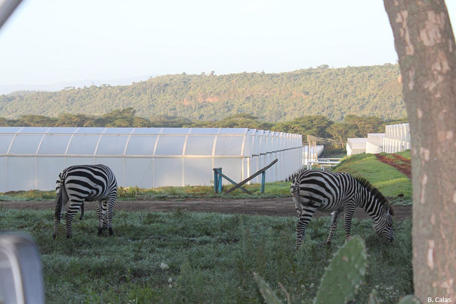 Vue sur les serres de la Bila Shaka Farm, dans la Rift Valley kenyane. On observe deux zèbres qui broutent devant une enfilade de serres.