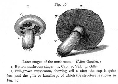 merveilles3.jpg