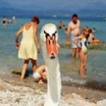 ParrCygne.jpg ParrCygne.jpg