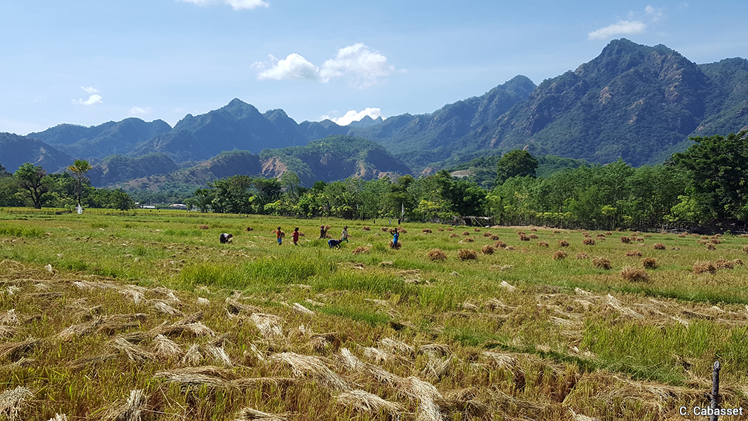 Timor doc10 agriculture