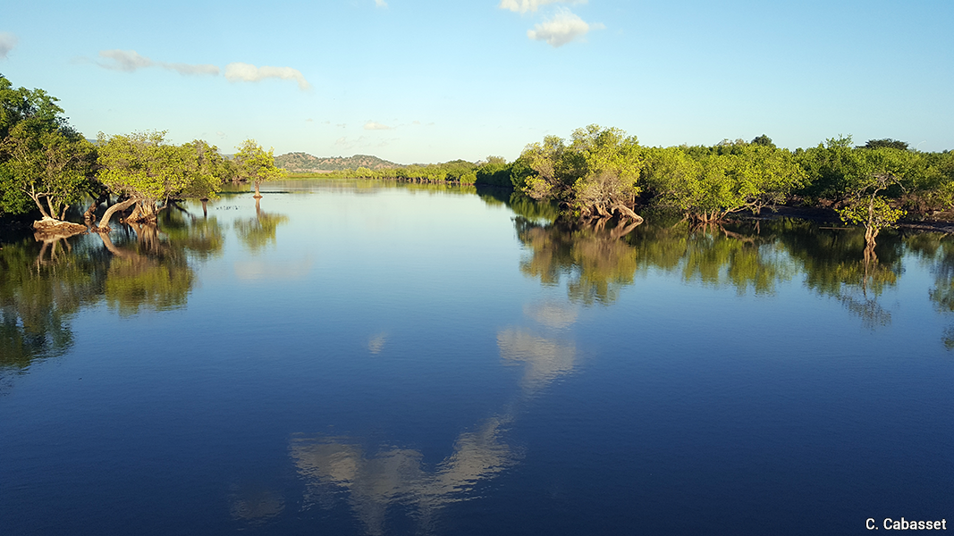 Timor doc10 mangrove