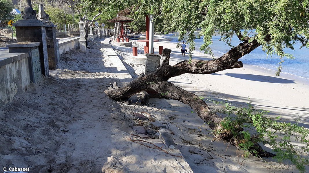 Timor doc16 promenage endommagee