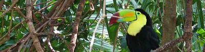 toucan_small.jpg