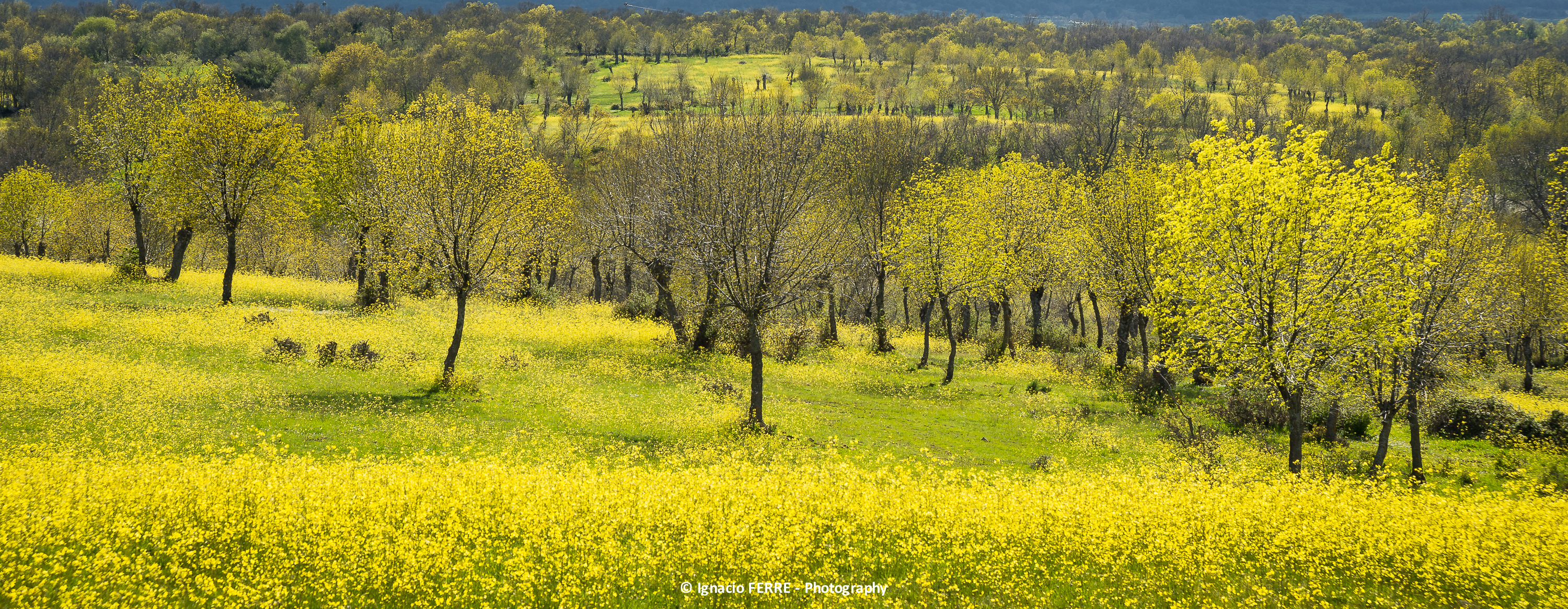 Yellow Field