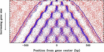 ljc_yeast_gene_chromatin.jpg ljc_yeast_gene_chromatin.jpg