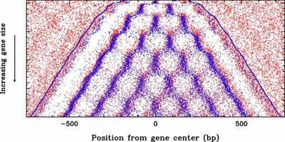 ljc_yeast_gene_chromatin.jpg