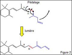 Proteine-spectroscopie_fig-2.jpg