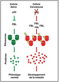 Ribosome_normal-vs-malade_200px.jpg